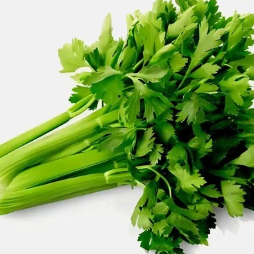 甘肃精品芹菜产地直发货源充足量大价优欢迎来电