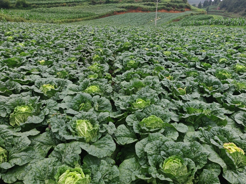 威宁高原大白菜，2200米冷凉好白菜，整车产地直供