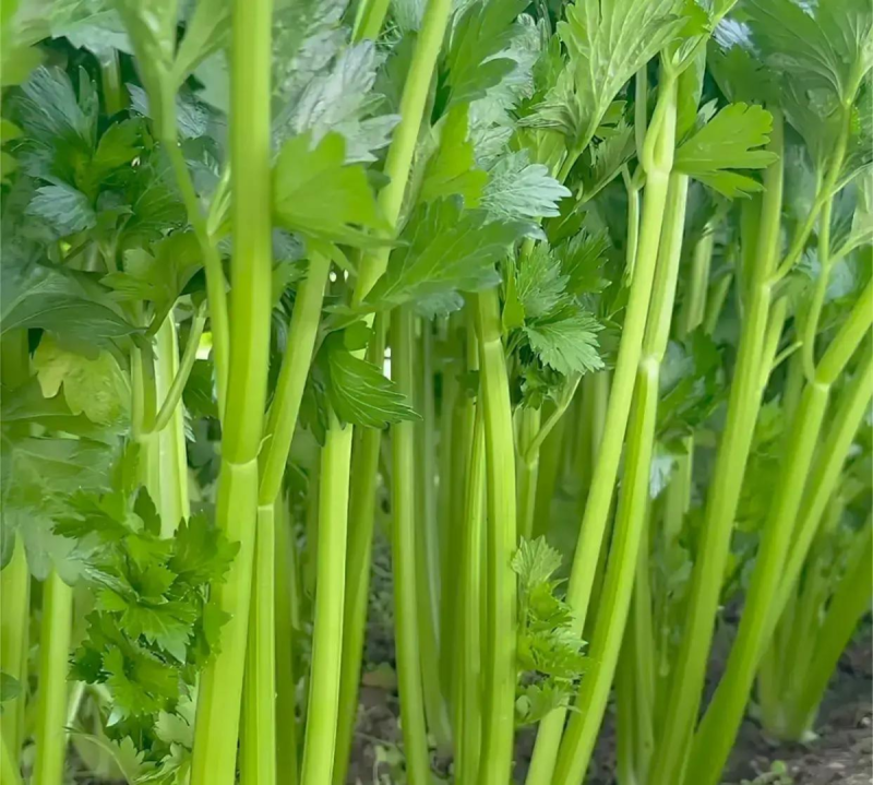 甘肃精品芹菜产地直发货源充足量大价优欢迎来电