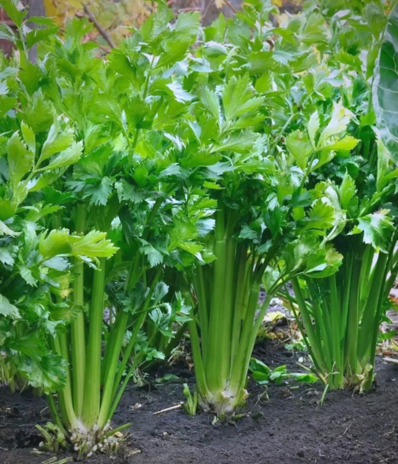 甘肃精品芹菜产地直发货源充足量大价优欢迎来电
