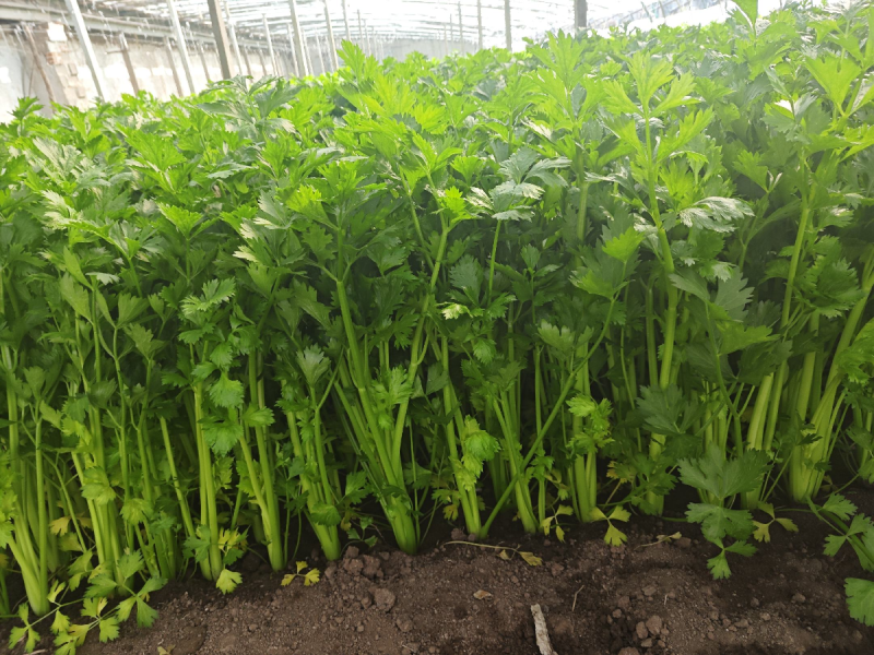 甘肃精品芹菜产地直发货源充足量大价优欢迎来电