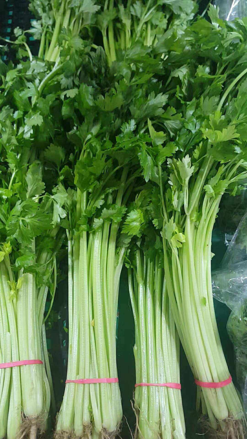 甘肃精品芹菜产地直发货源充足量大价优欢迎来电