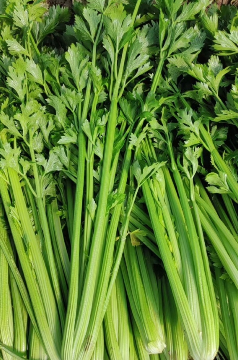 甘肃精品芹菜产地直发货源充足量大价优欢迎来电