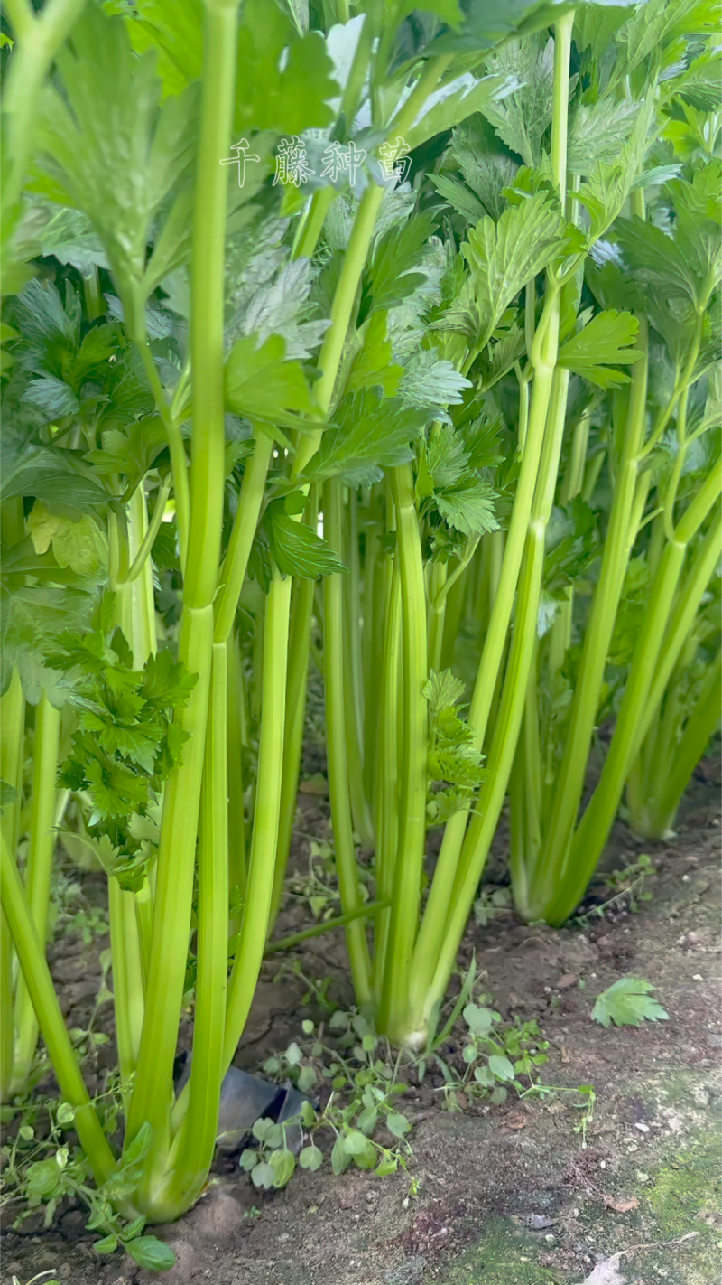 甘肃精品芹菜产地直发货源充足量大价优欢迎来电