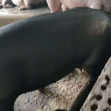 三色猪