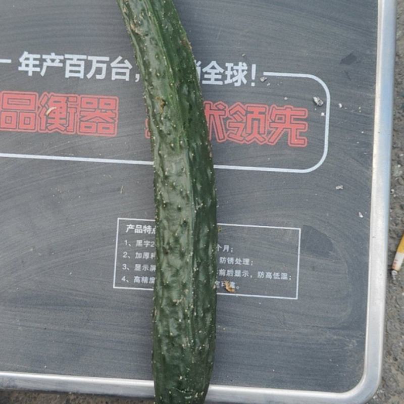 黄瓜