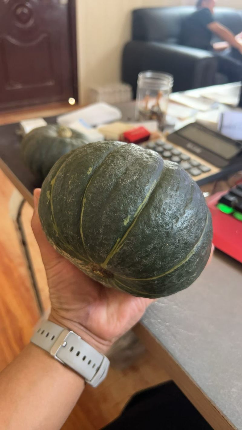 贝贝南瓜大量上市，货源充足，质量保证，代办一切手续