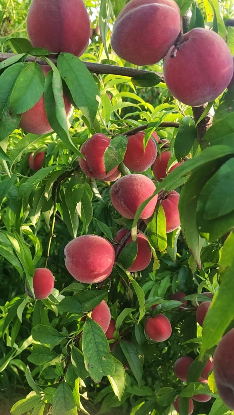 蟠油桃，毛桃，蜜桃**********