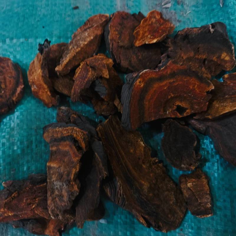 甘肃唐古特大黄，对接全国市场，价格优惠，质量好走货快！