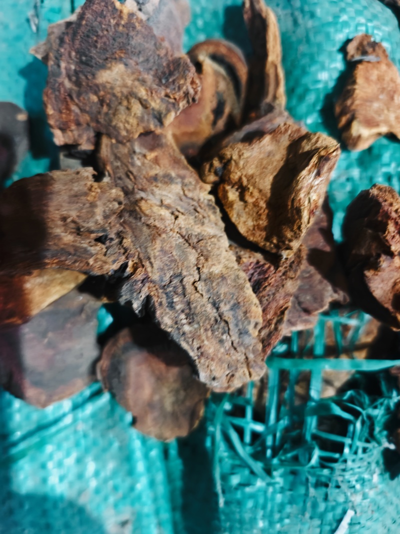甘肃唐古特大黄，对接全国市场，价格优惠，质量好走货快！
