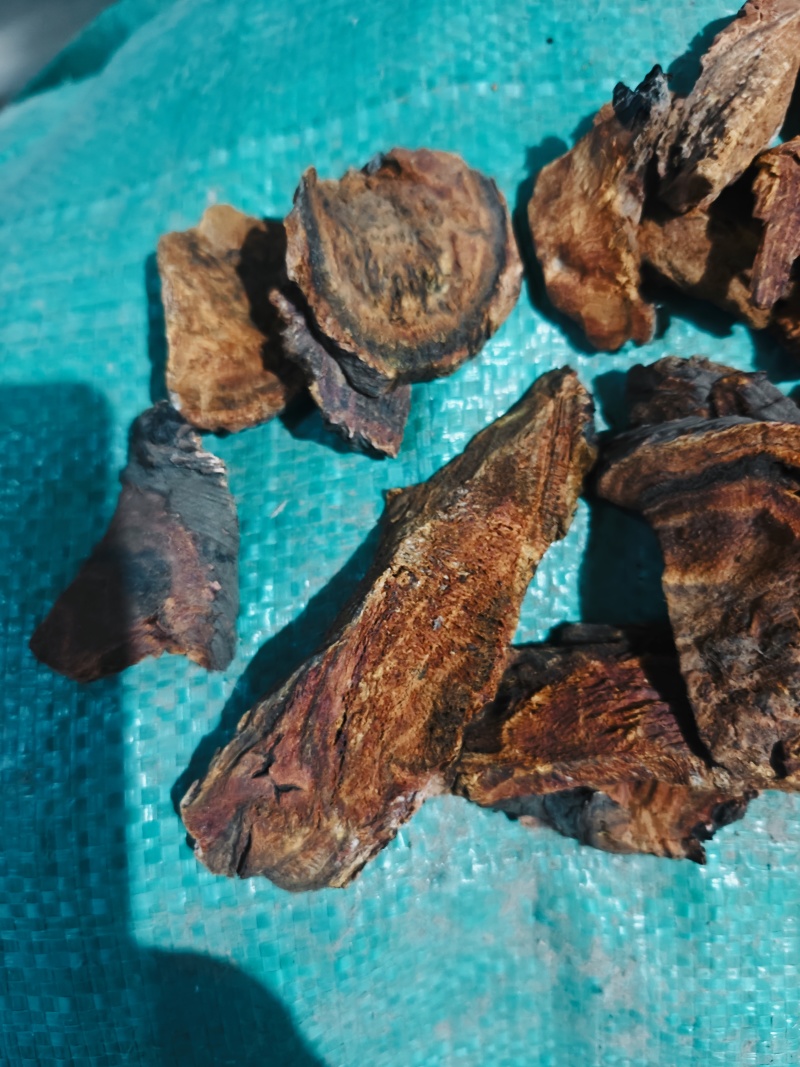 甘肃唐古特大黄，对接全国市场，价格优惠，质量好走货快！
