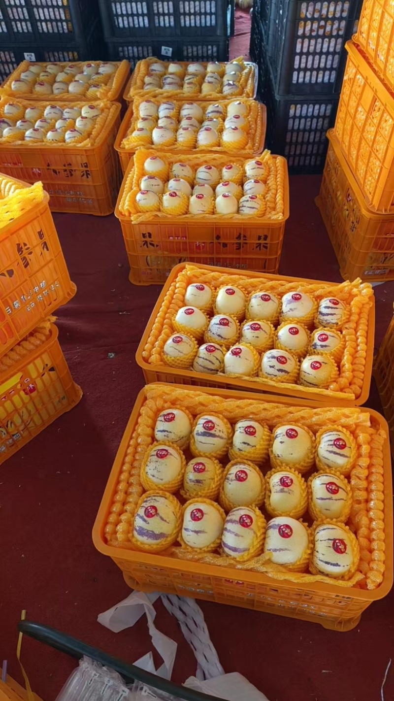 云南石林人参果