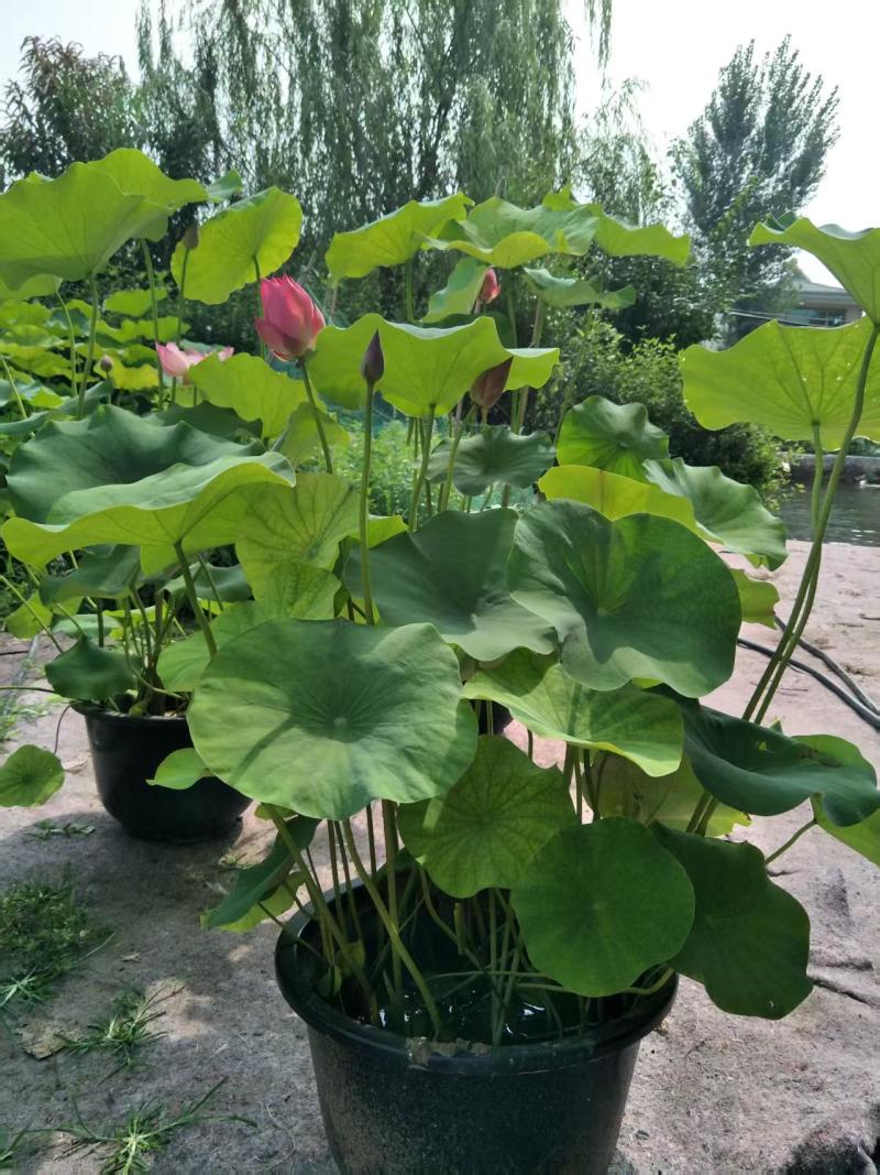 各种盆栽普通的精品的
