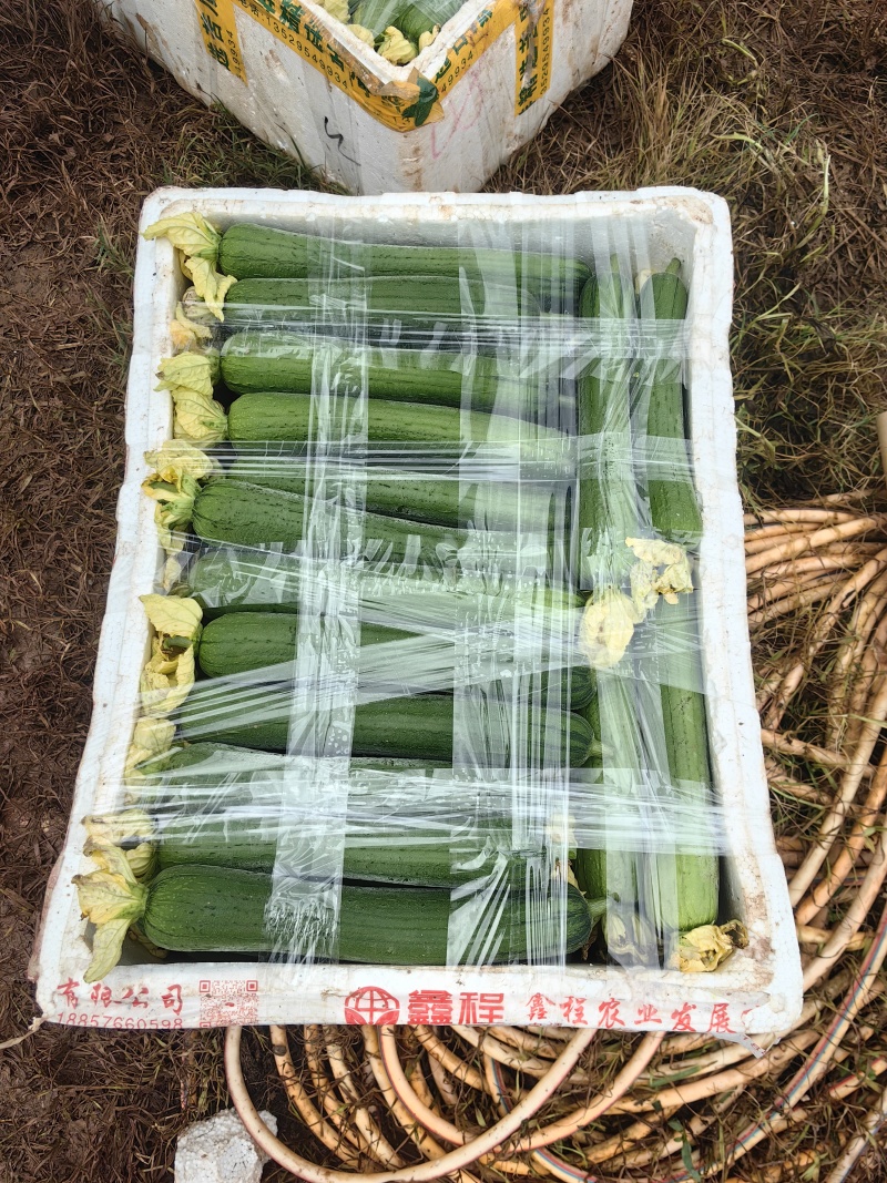 肉丝瓜精品短棒肉丝瓜大量上市