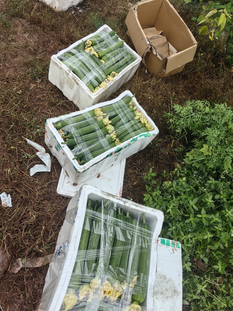 肉丝瓜精品短棒肉丝瓜大量上市