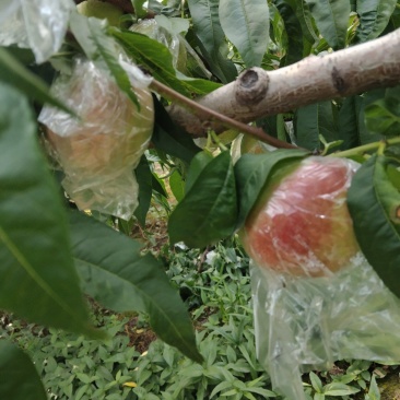 油桃利核，