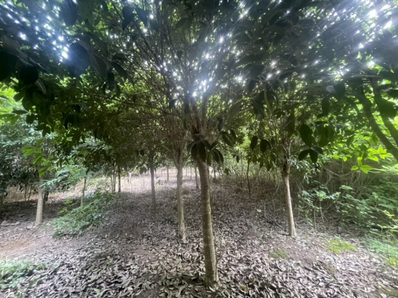 银杏，桂花，白玉兰