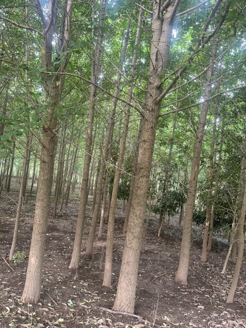 银杏，桂花，白玉兰