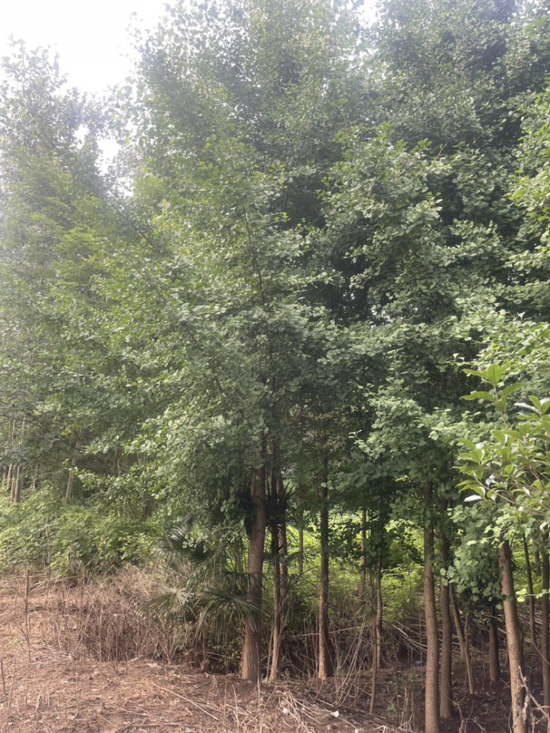 银杏，桂花，白玉兰