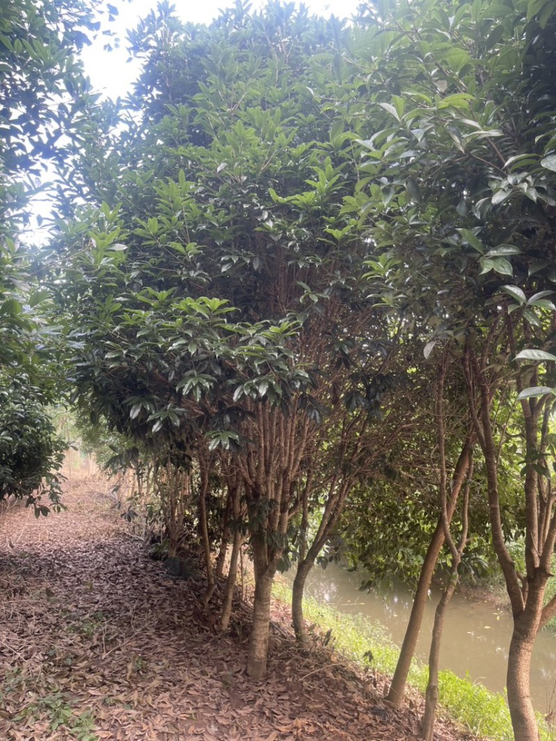 银杏，桂花，白玉兰