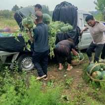 河南省确山县瓦岗丘陵地西瓜