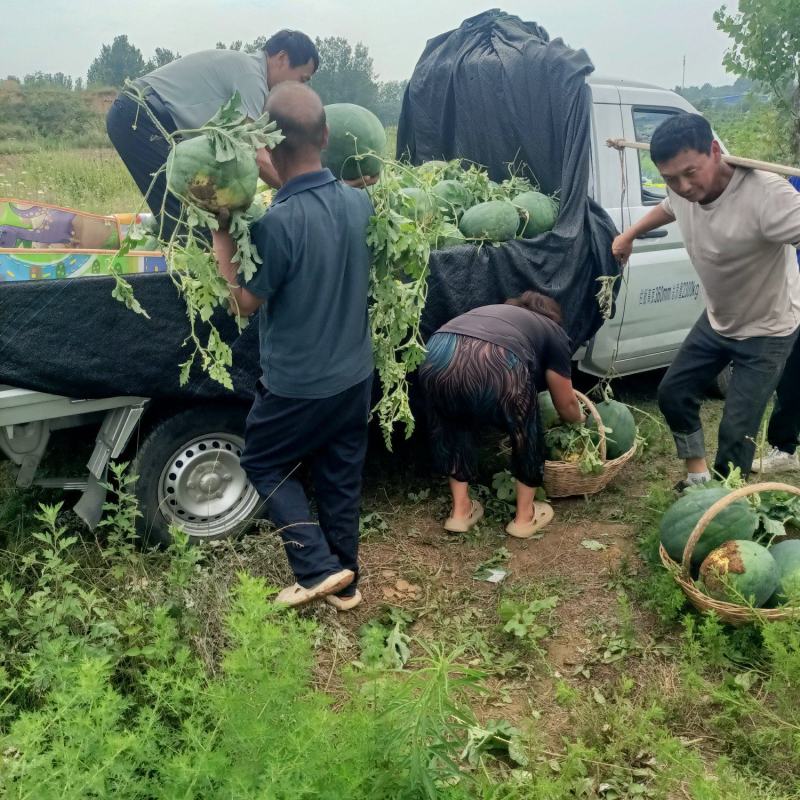 河南省确山县瓦岗丘陵地西瓜