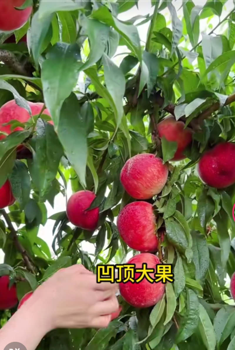 金鱼桃北京8号水蜜桃香里透甜