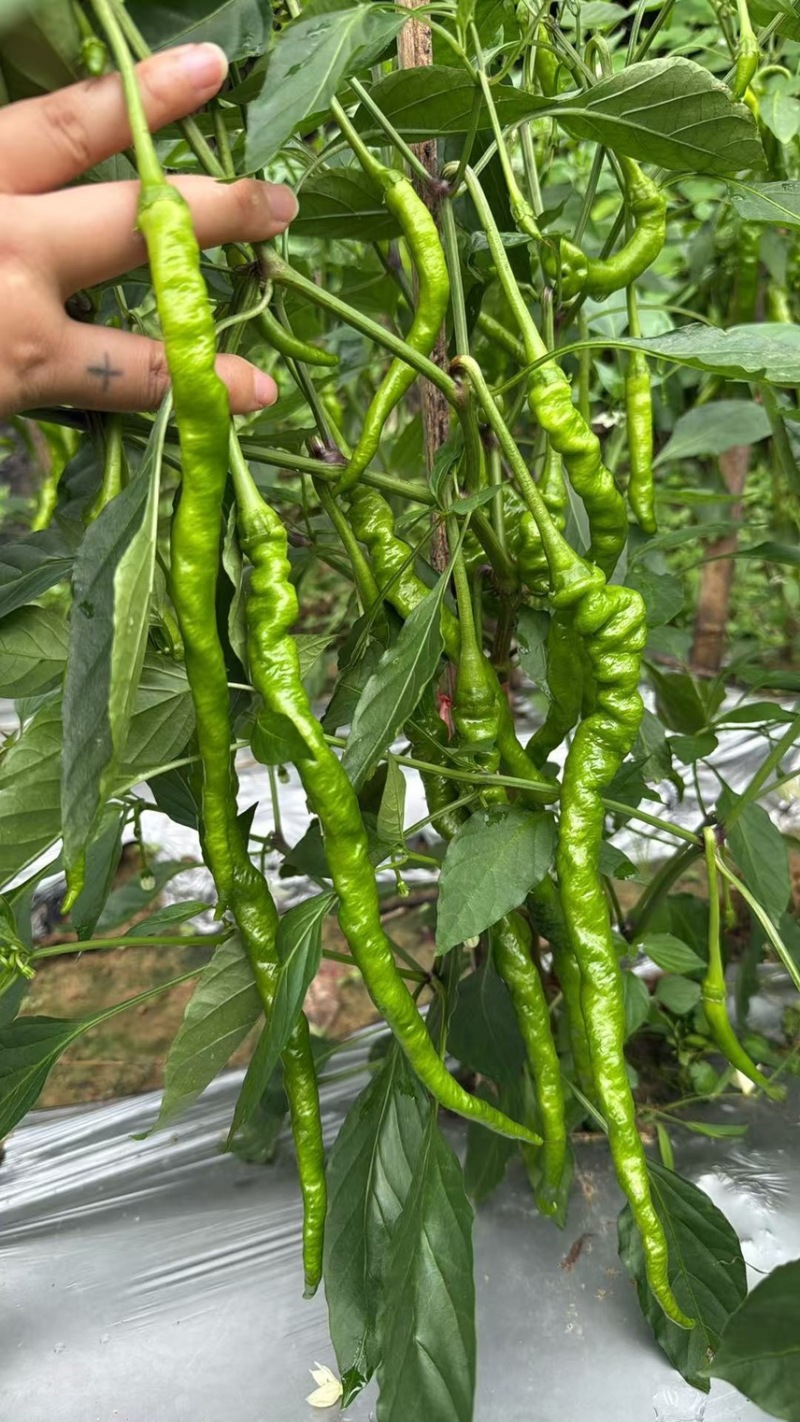 螺丝辣