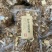 干货野五指毛桃牛大力土茯苓片去湿三宝包邮基地直供