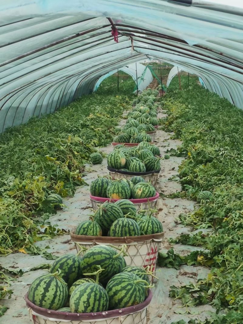 甘肃庆阳黄土高原精品美都麒麟大量上市质量保证全国代发货