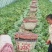 甘肃庆阳黄土高原精品美都麒麟大量上市质量保证全国代发货