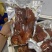 厂家直销卤猪头肉
