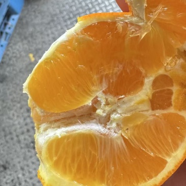 精品蜂蜜橙皮薄肉厚大量供货嘉兴有现货