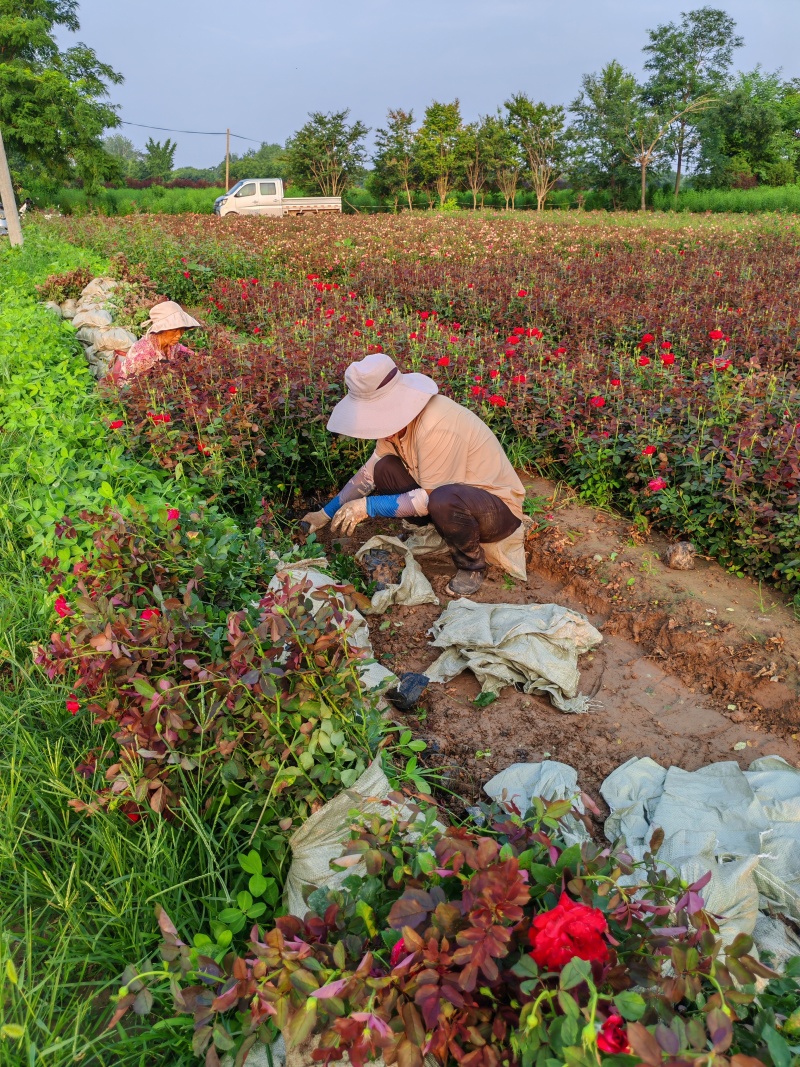 河南丰花月季、大花月季杯苗、多花月季基地