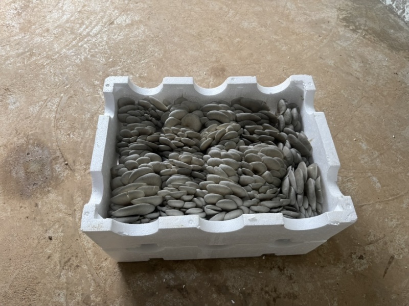 云南新鲜平菇