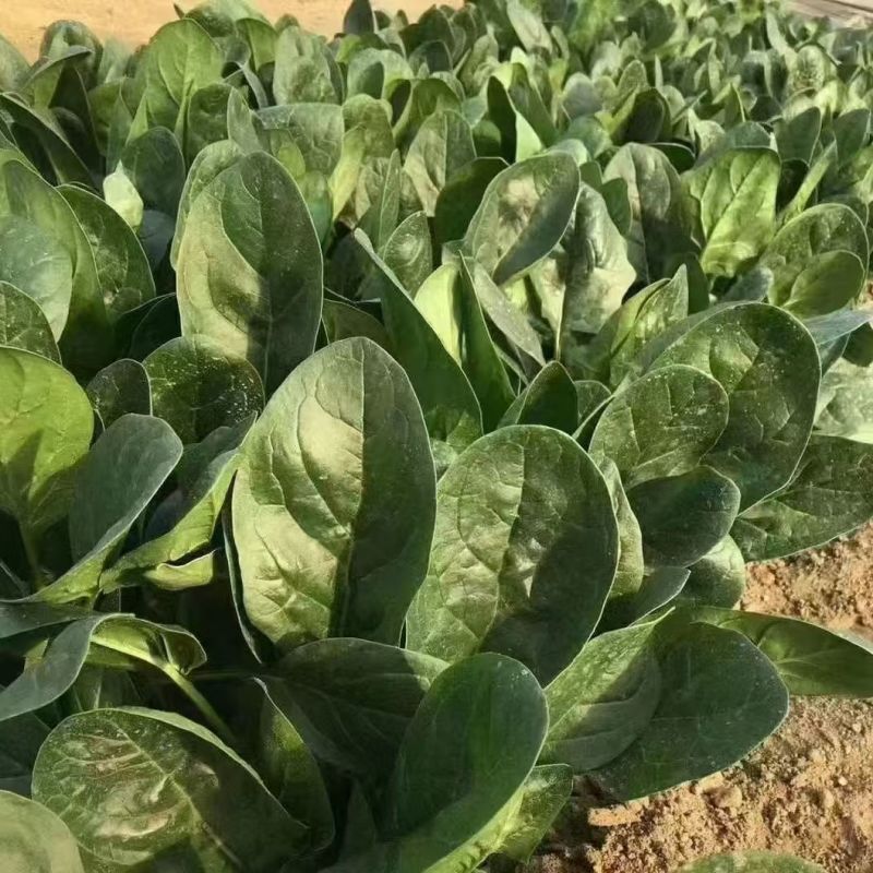 拖车头火焰山一代杂交耐热型菠菜种子耐抽苔抗热越夏菠菜大田