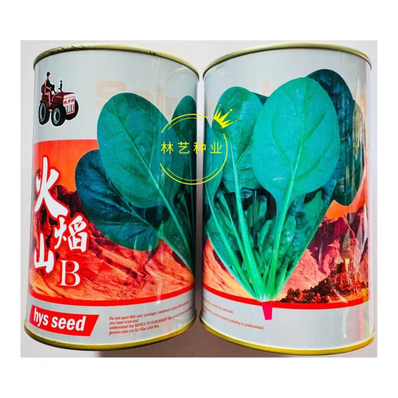 拖车头火焰山一代杂交耐热型菠菜种子耐抽苔抗热越夏菠菜大田