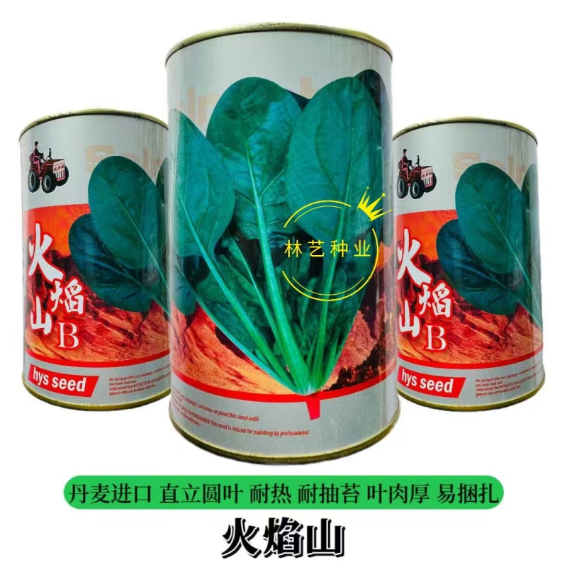 拖车头火焰山一代杂交耐热型菠菜种子耐抽苔抗热越夏菠菜大田