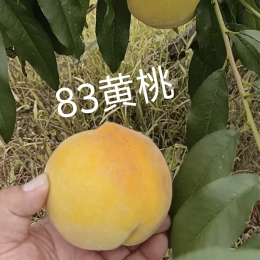 83黄桃准备开园