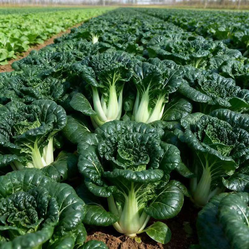 靓油白6号青菜种子亮绿皱叶油嫩脆甜庭院盆栽白梗小油菜蔬菜