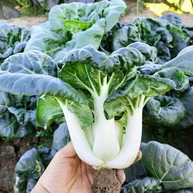 靓油白6号青菜种子亮绿皱叶油嫩脆甜庭院盆栽白梗小油菜蔬菜