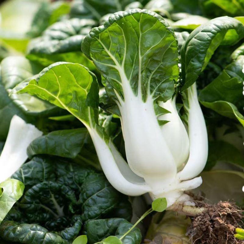 靓油白6号青菜种子亮绿皱叶油嫩脆甜庭院盆栽白梗小油菜蔬菜