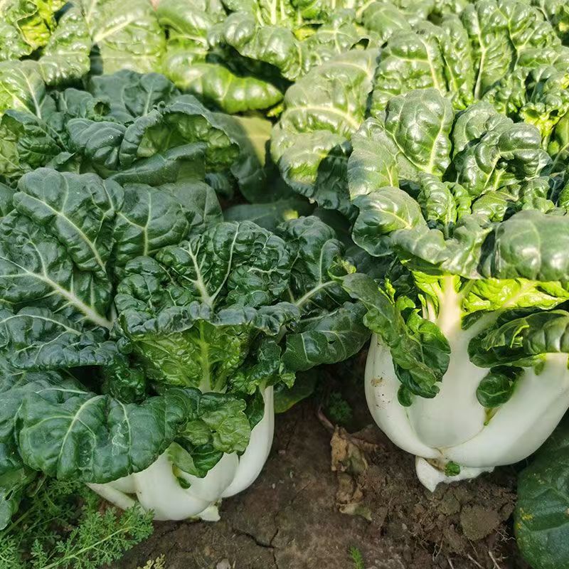 靓油白6号青菜种子亮绿皱叶油嫩脆甜庭院盆栽白梗小油菜蔬菜