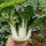 靓油白6号青菜种子亮绿皱叶油嫩脆甜庭院盆栽白梗小油菜蔬菜