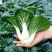 靓油白6号青菜种子亮绿皱叶油嫩脆甜庭院盆栽白梗小油菜蔬菜
