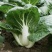 靓油白6号青菜种子亮绿皱叶油嫩脆甜庭院盆栽白梗小油菜蔬菜