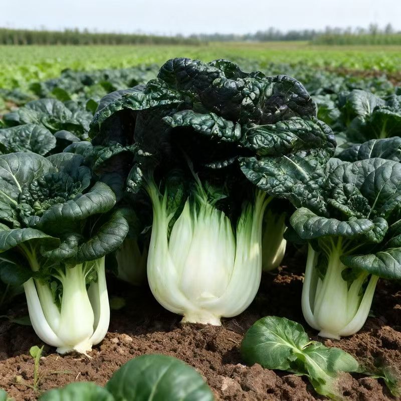 靓油白6号青菜种子亮绿皱叶油嫩脆甜庭院盆栽白梗小油菜蔬菜