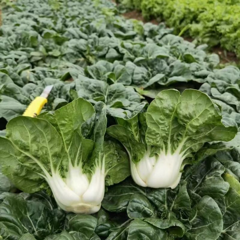 靓油白6号青菜种子亮绿皱叶油嫩脆甜庭院盆栽白梗小油菜蔬菜