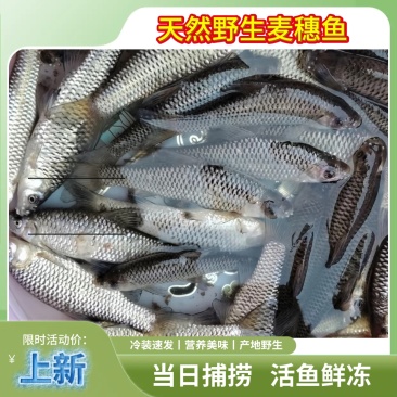 精品麦穗鱼食用宠物粮鱼食批发定制小包装【半斤/一斤等】