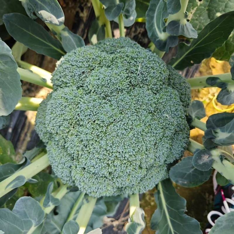 绿郎6518F1西兰花种子早熟杂交半直立球蕾翠绿粒细侧芽